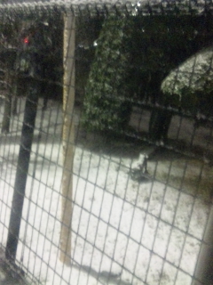 2010/2/1 雪!
