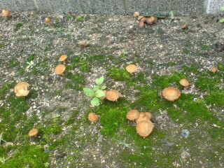2007/7/14 庭の片隅に